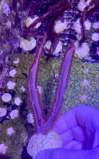 Frag - Gorgonian Purple Ribbon