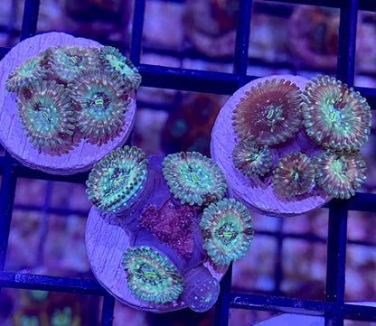 Frag -  Green Giant Zoanthid