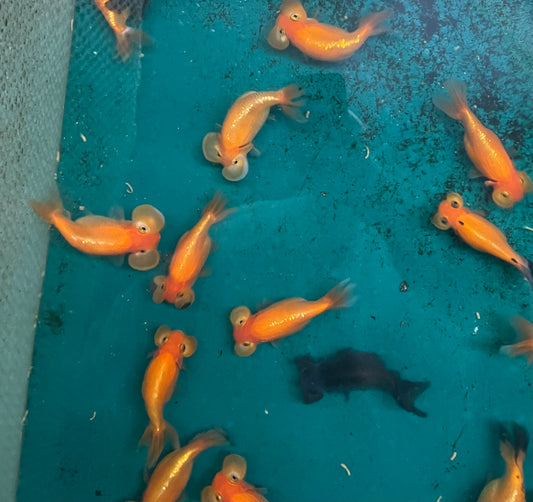Goldfish - Bubble Eye Asst. 2-2.5in