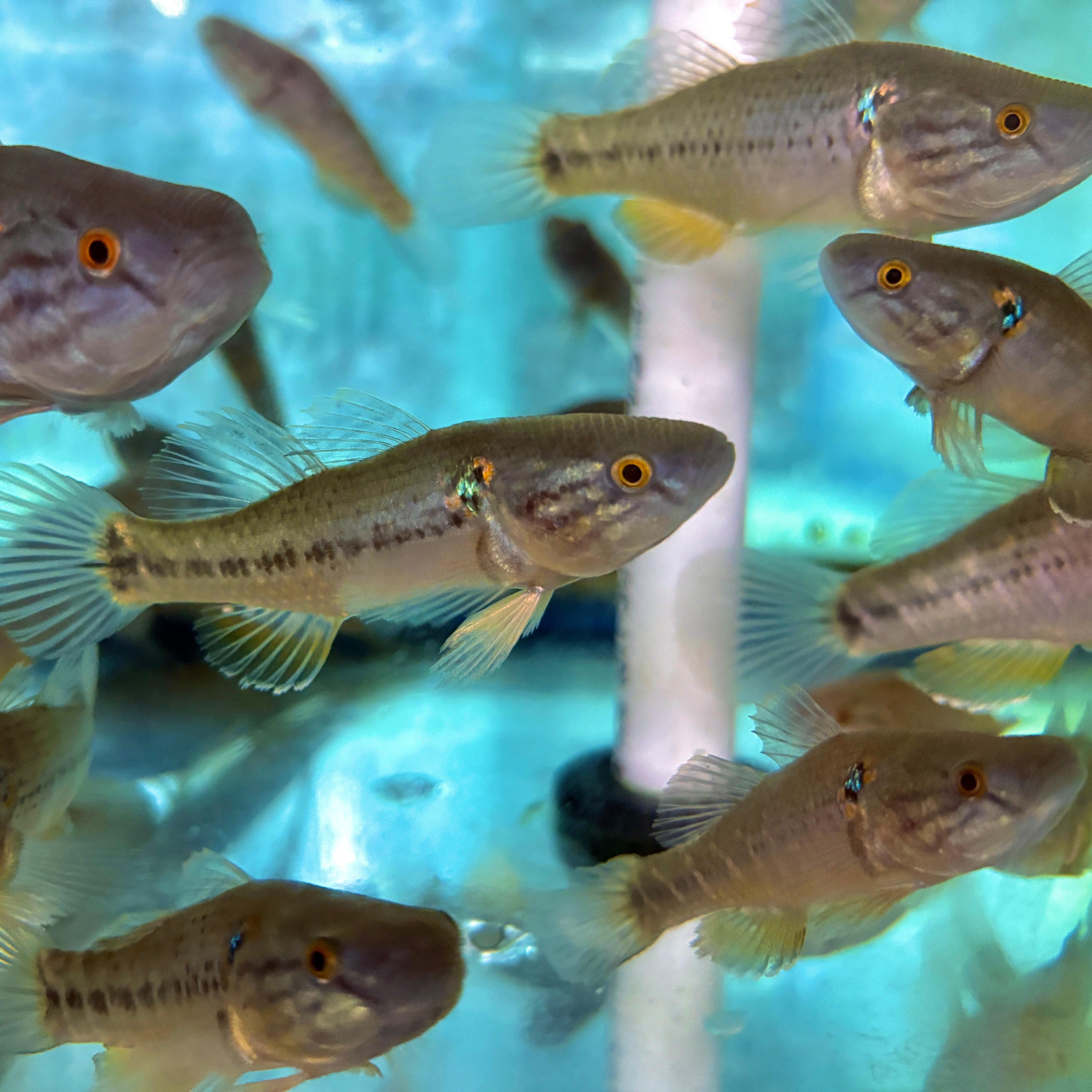 Misc - Goby Pacific Jade Sleeper Med – Carolina Aquatics