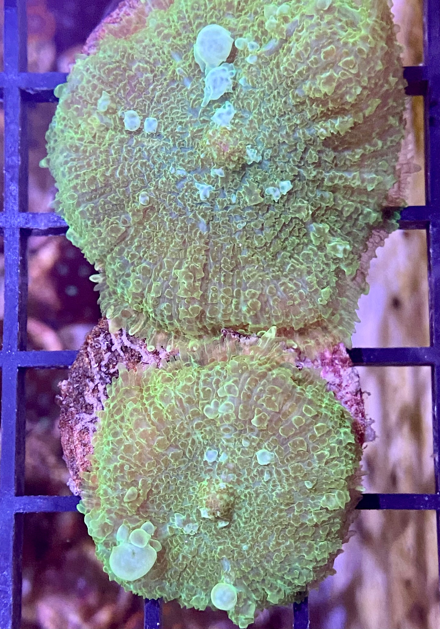 Frag - Green Bounce  Mushroom