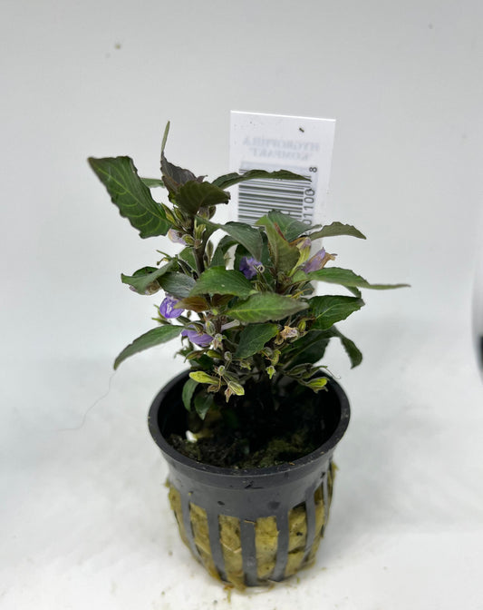 Hygrophila Compact Potted