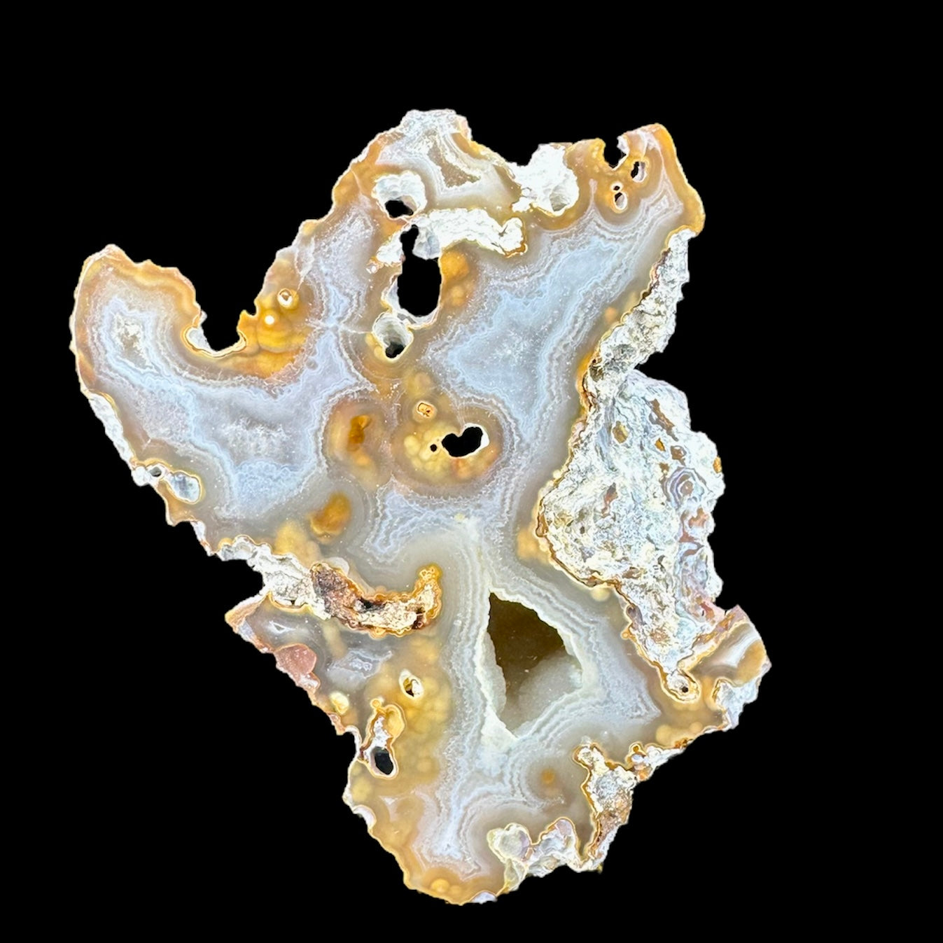 Petrified Coral