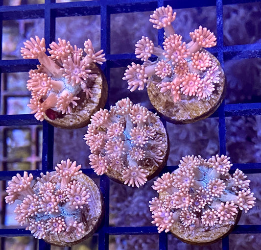 Frag -  Blue Base Pink Goniopora