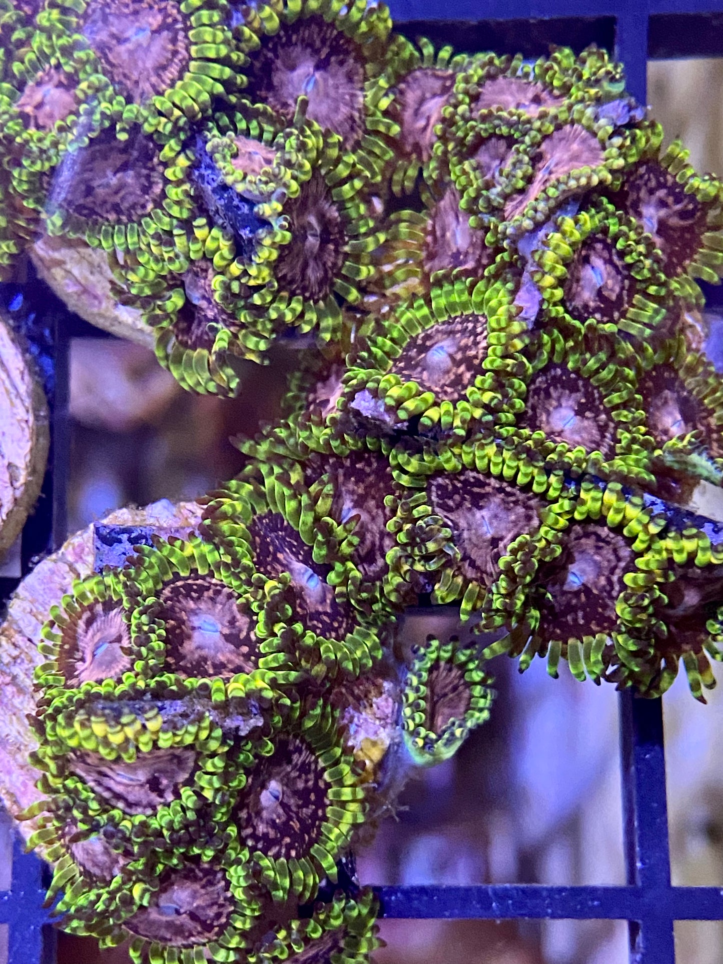 Frag -  Space Jam Zoanthid