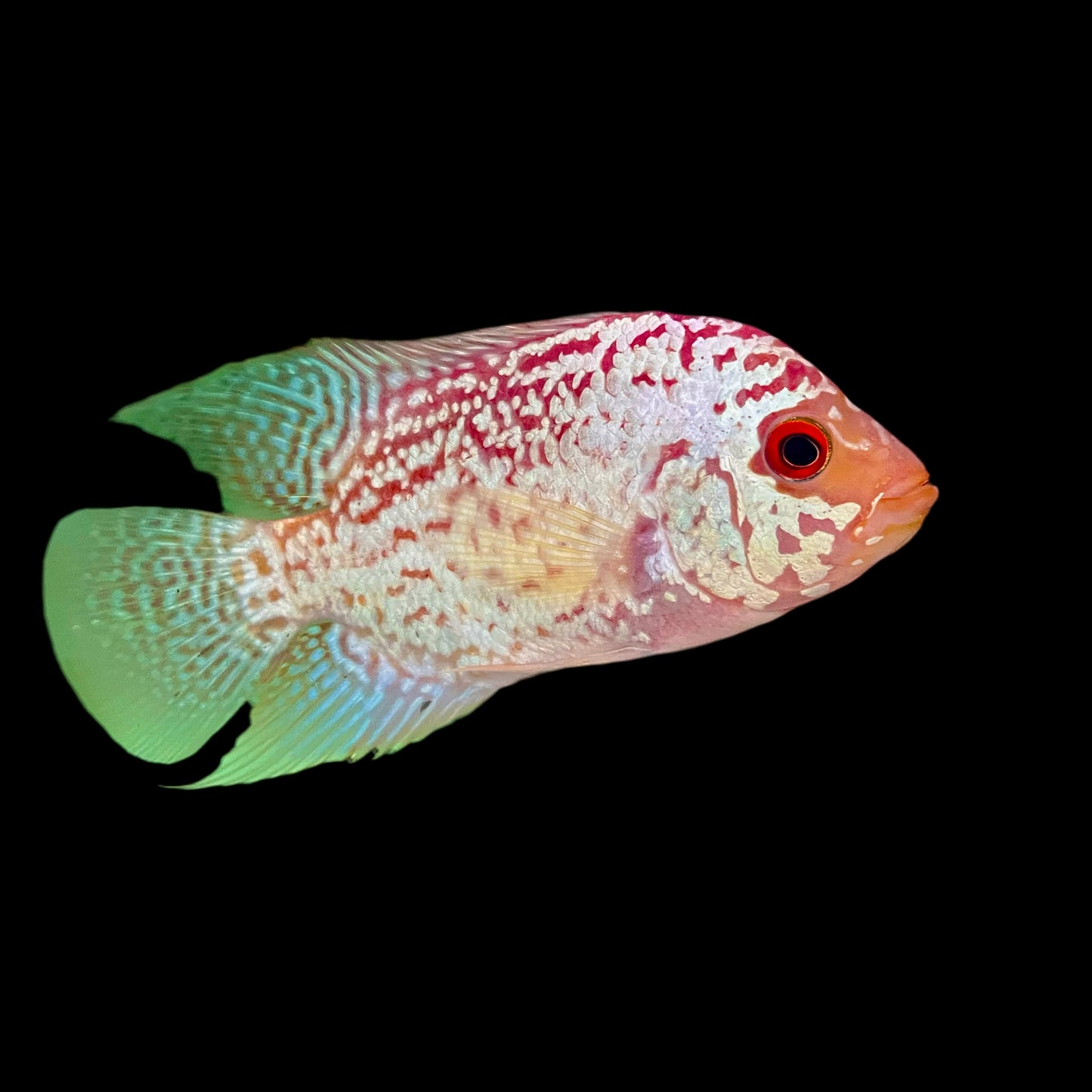 Cichlid - Flowerhorn Red Kamfa 4in