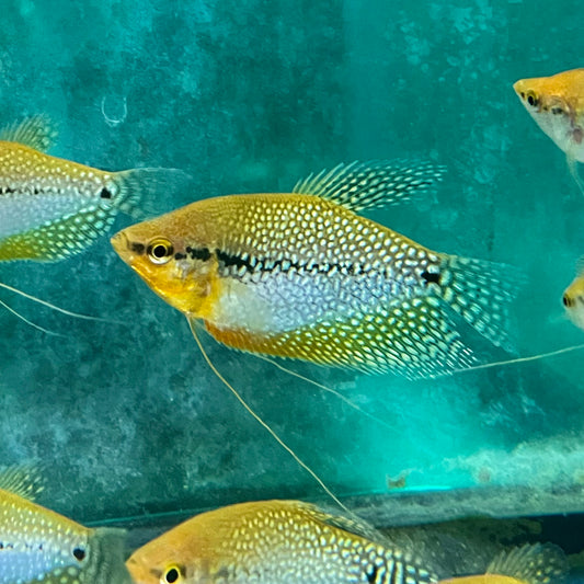 Gourami - Pearl Gold