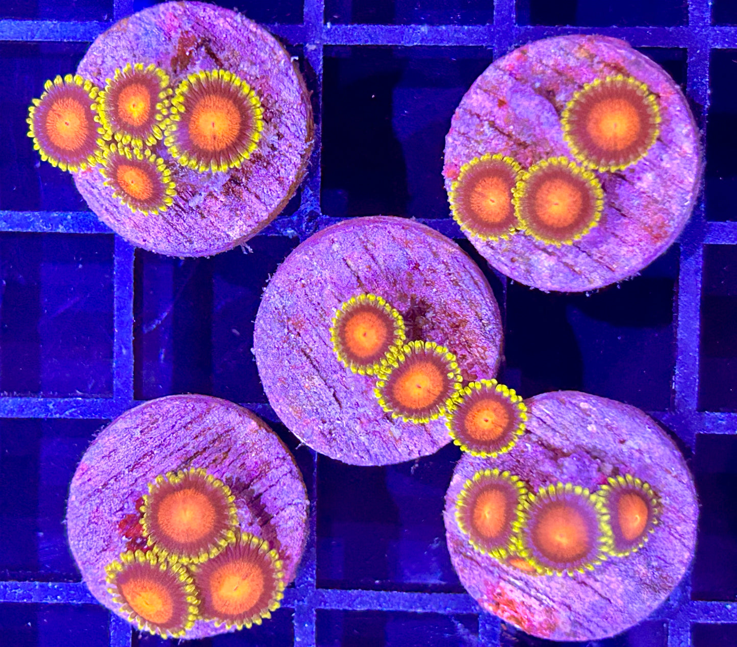 Frag - BRIGHT Orange & Yellow Cultured Zoanthid