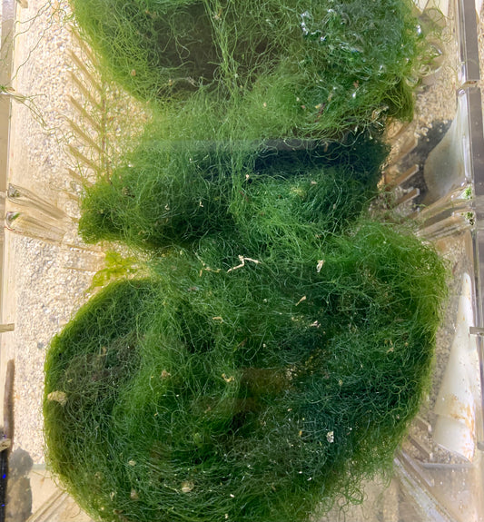 Algae - Chaeto Bunch