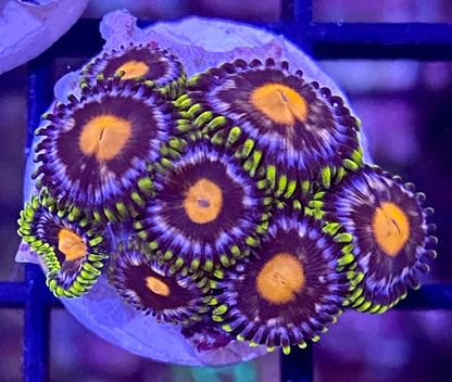 Frag -  Meadow Flowers Zoanthid