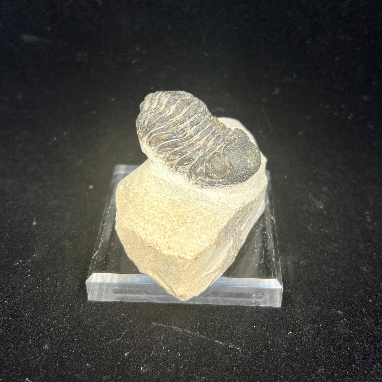 Metacanthian Trilobite in Matrix