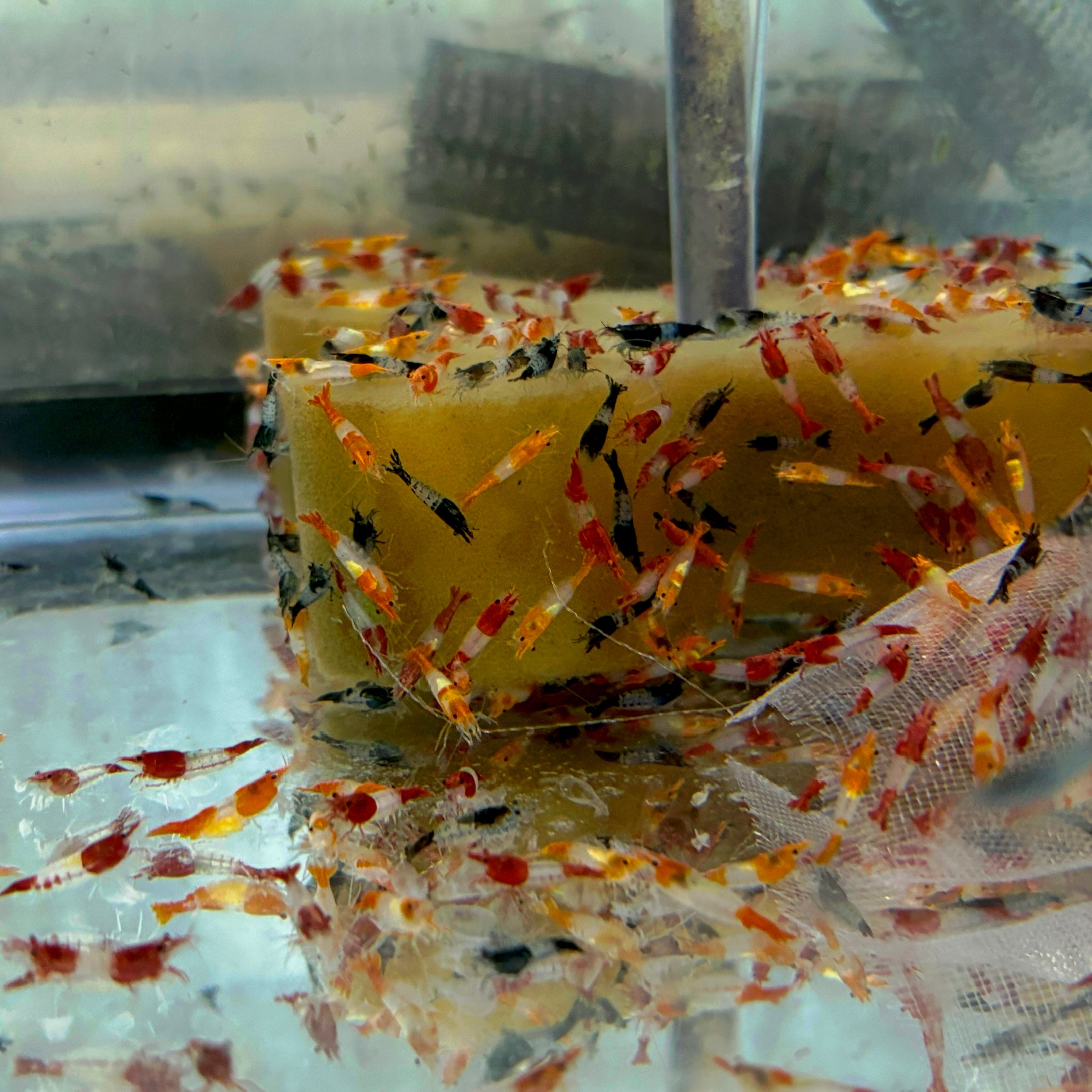 Invert - Shrimp Rili Assorted Colors – Carolina Aquatics