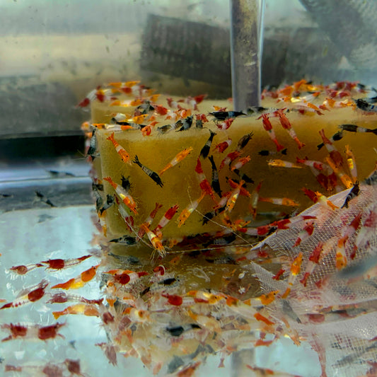 Invert - Shrimp Rili Assorted Colors
