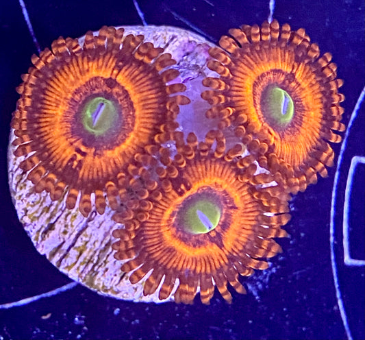 Frag -  Deep Passions Zoanthid