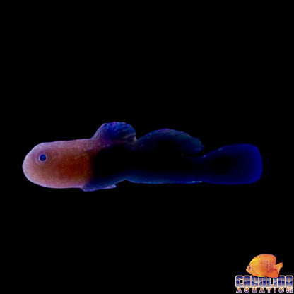 Goby - Redhead Coral