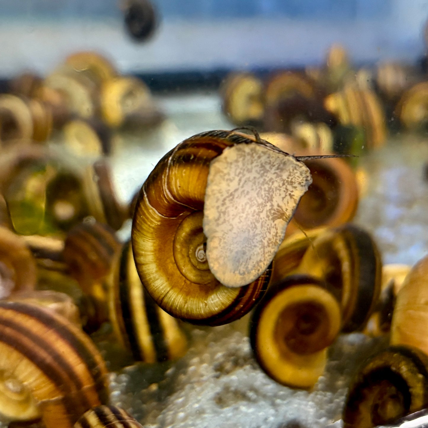 Invert - Snail Giant Ramshorn Lg