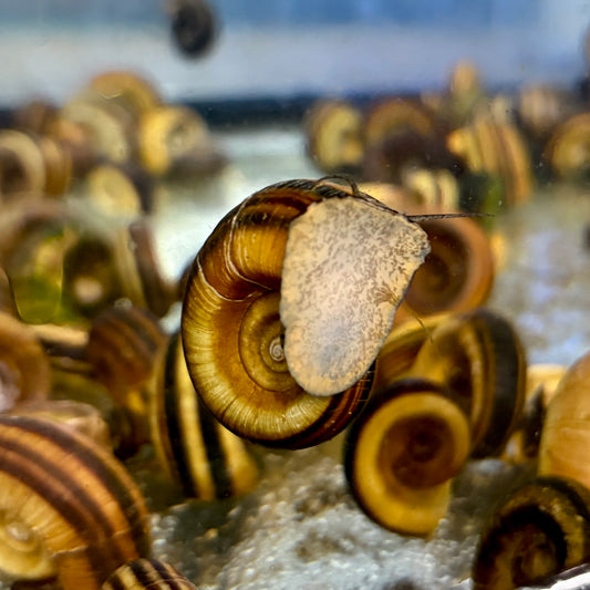 Invert - Snail Giant Ramshorn Lg