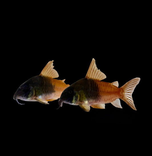 Cory - Two Tone Concolor CW217 Med