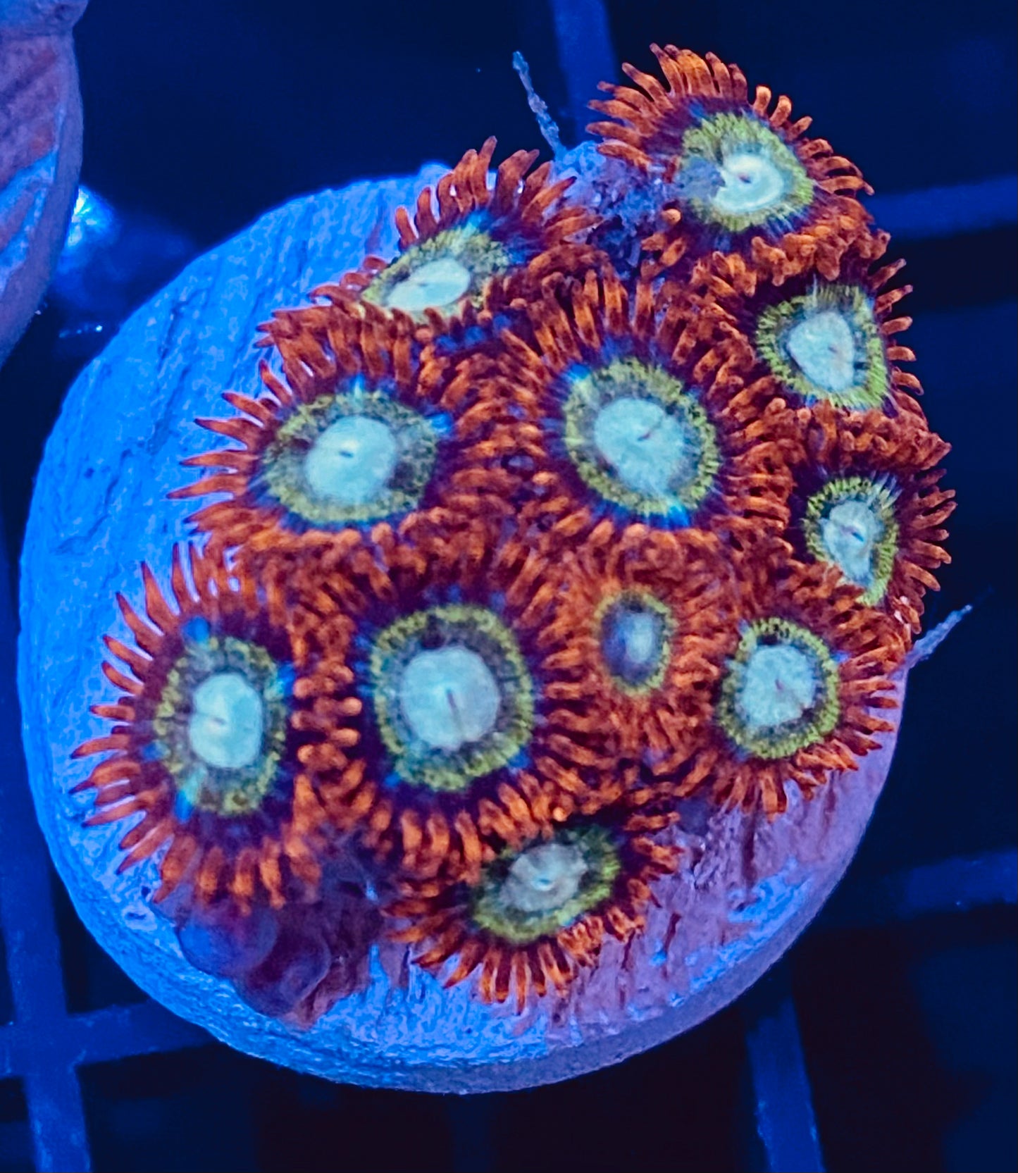 Frag -  Lion Heart Micro Zoanthid