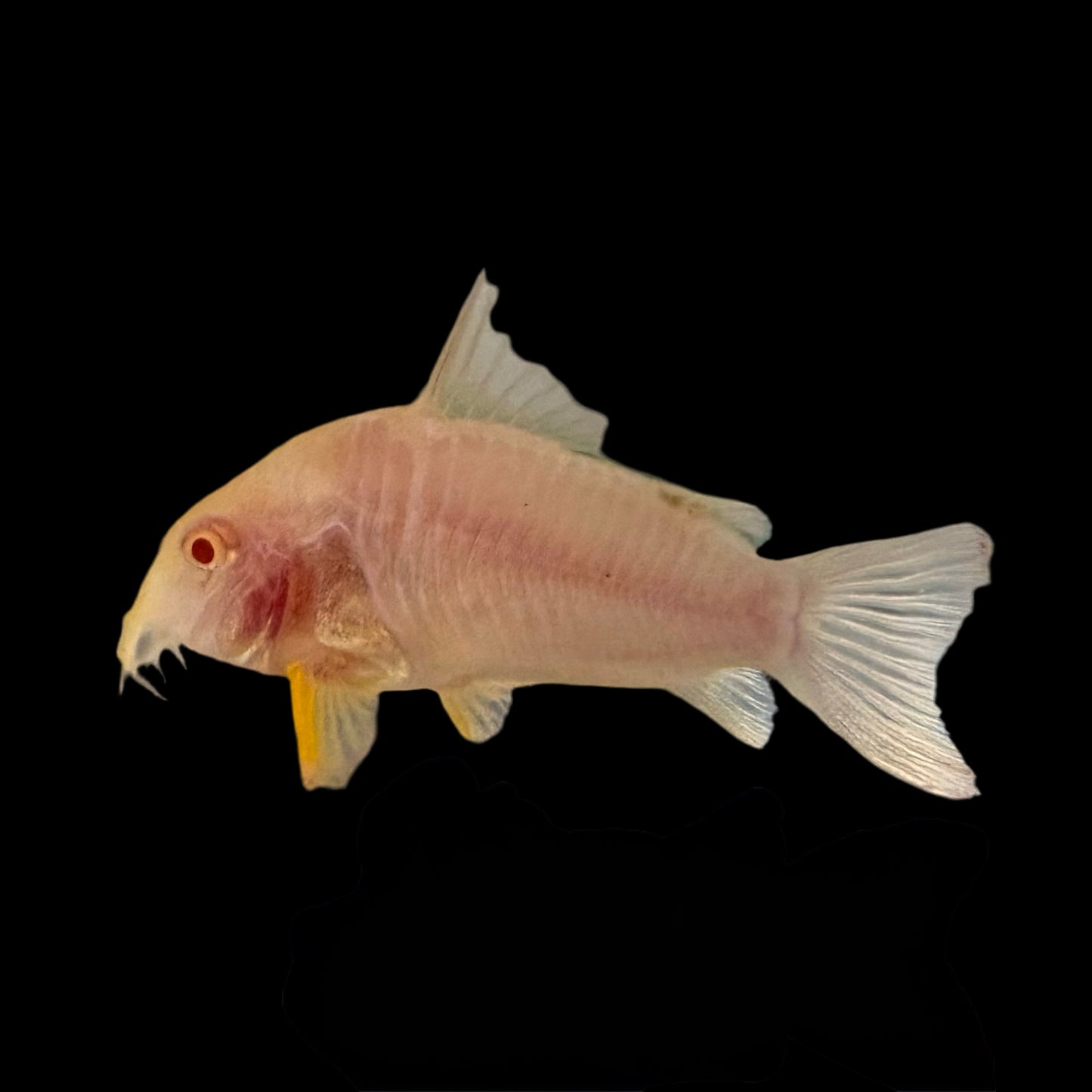 Cory - Sterbai Albino Lg