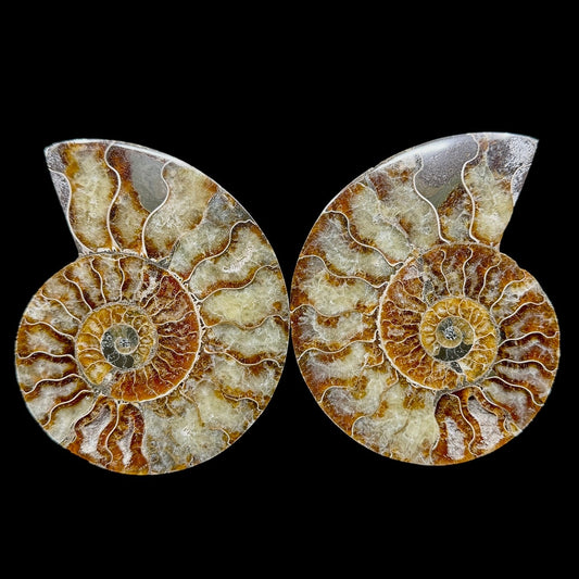 Ammonite Set