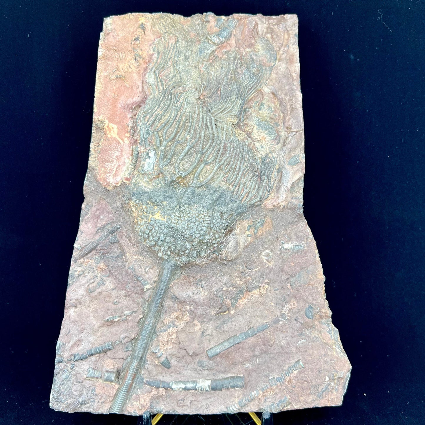 Crinoid Plate