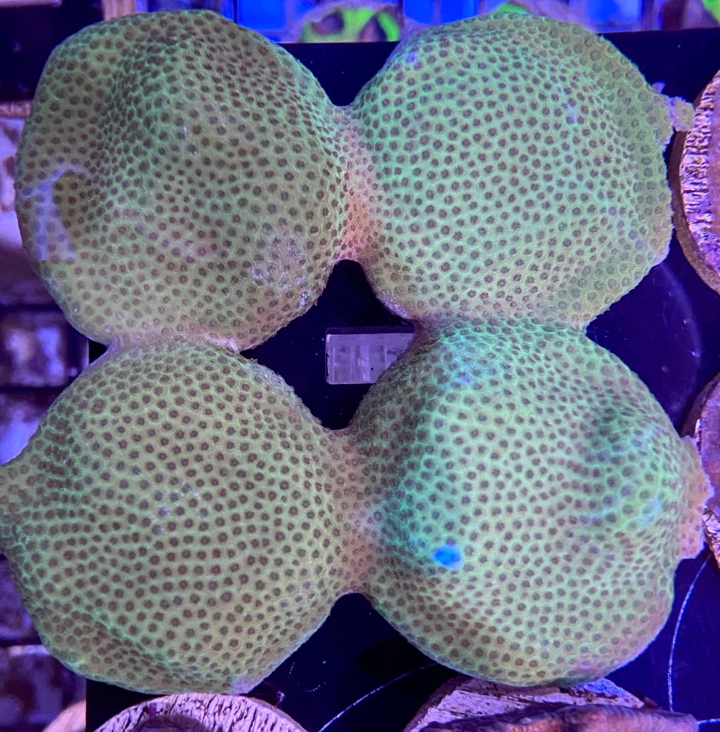 Frag - Mounding Porites