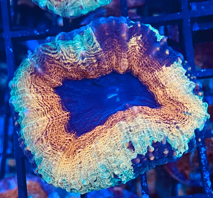 Frag - Aussie Lobo Tie Dye