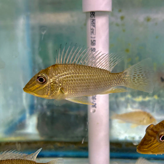 Cichlid - Eartheater Jurupari Putumayo Gold 2.5-3in