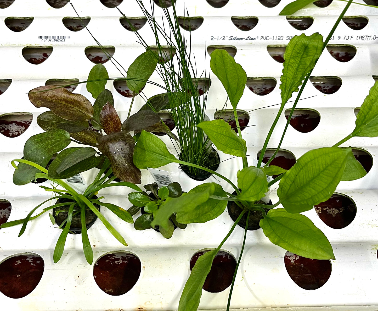Asst. Potted Plants