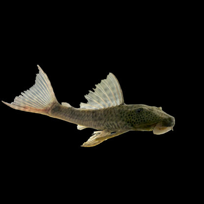 Pleco - Trinidad 2in