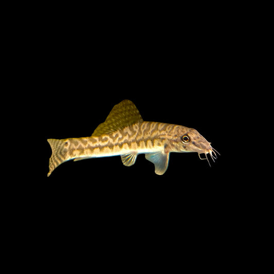 Loach - Zipper