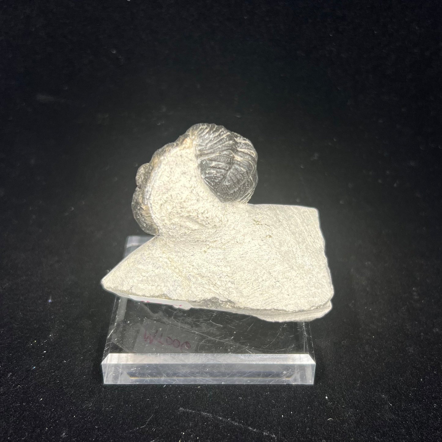 Metacanthian Trilobite in Matrix