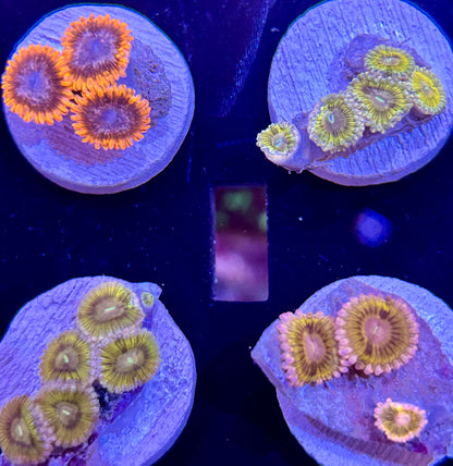 Frag -  Ultra Metallic Zoanthid Assorted