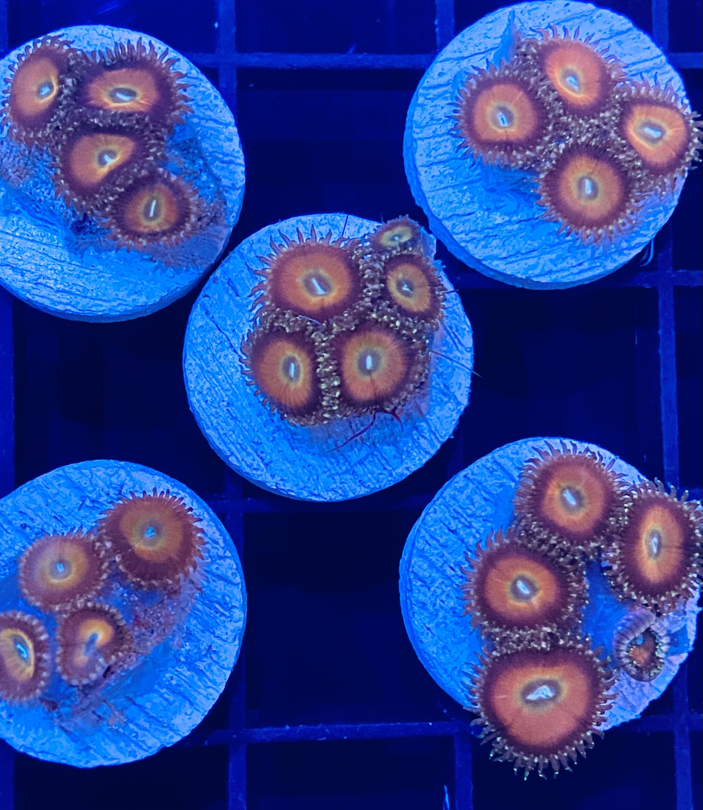 Frag -  Honey Pot Micro Zoanthid