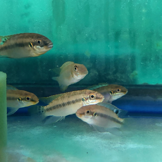 Cichlid - Blue Fin Lucanusi