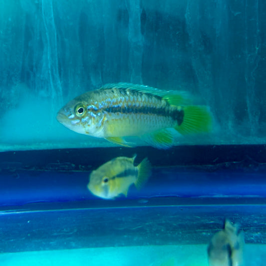 Cichlid - Apistogramma Ortegai
