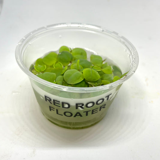Red Root Floater Portion