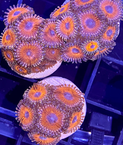 Frag - Peppermint Zoanthid