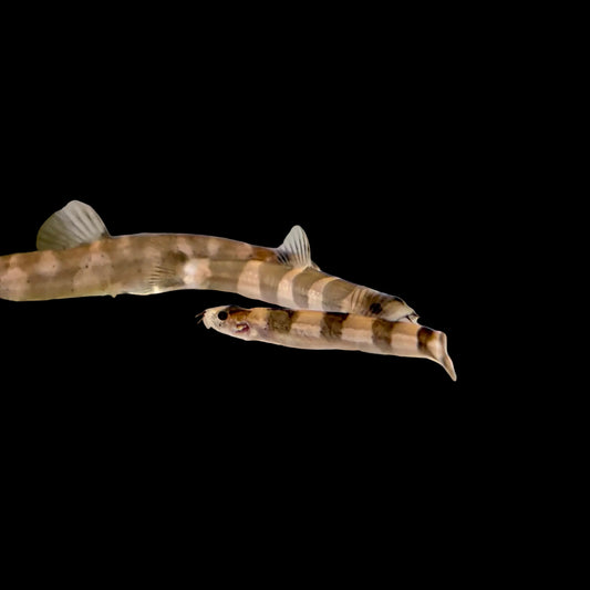 Loach - Mekong Panda