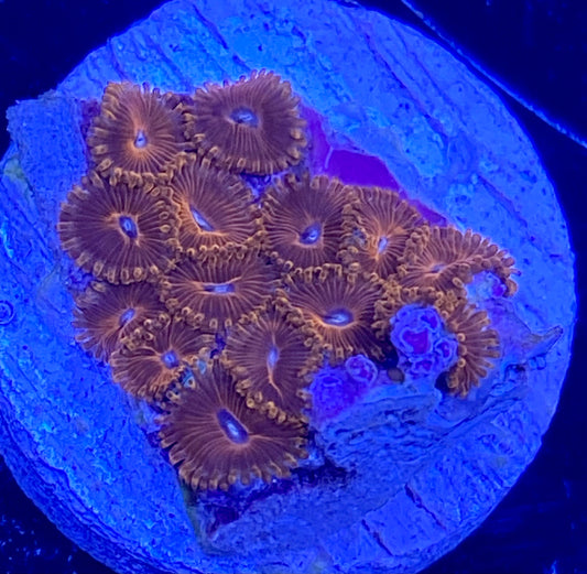 Frag -  Blood Drop Micro Zoanthid