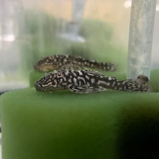 Pleco - White Spotted Slate 2in