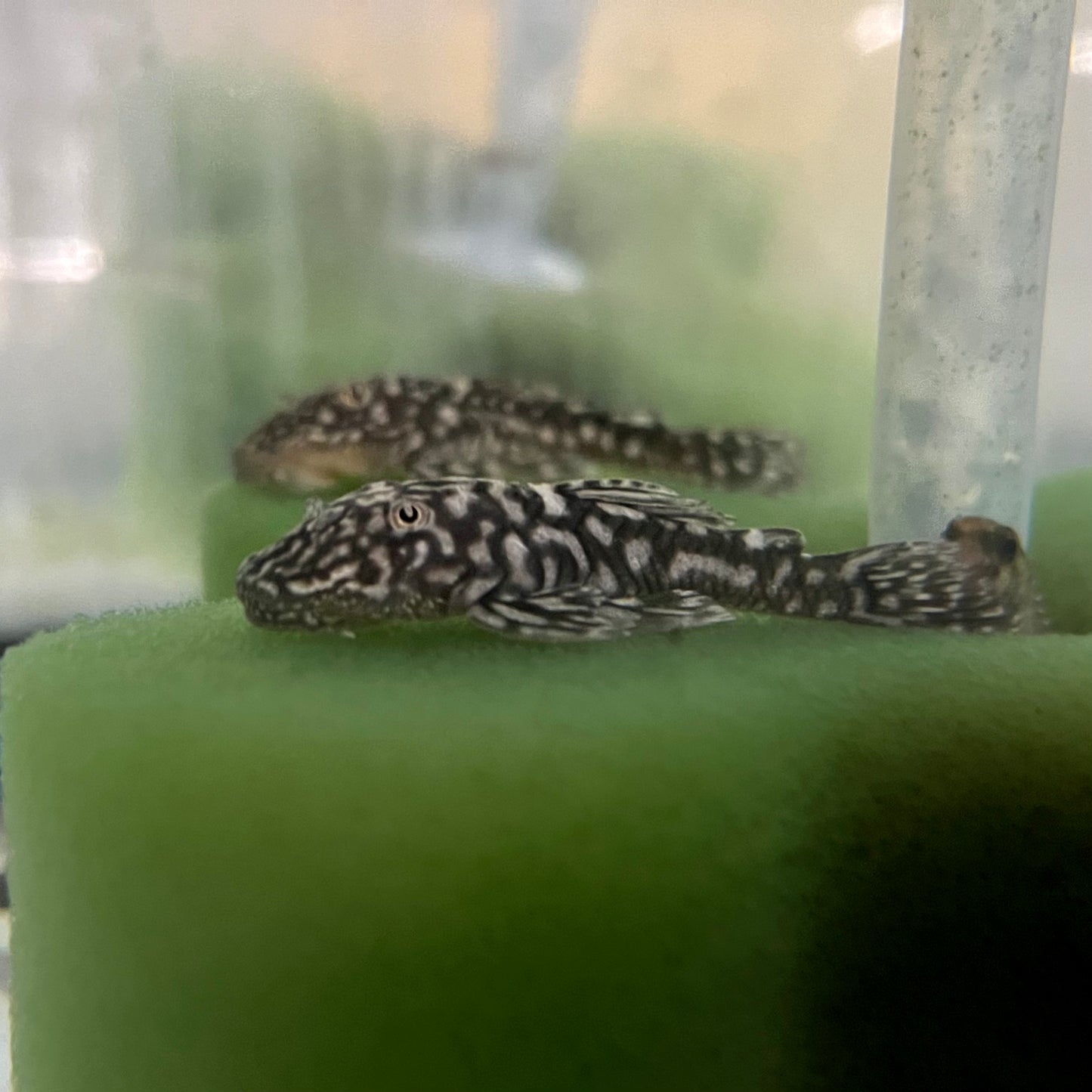 Pleco - White Spotted Slate 2.5-3in