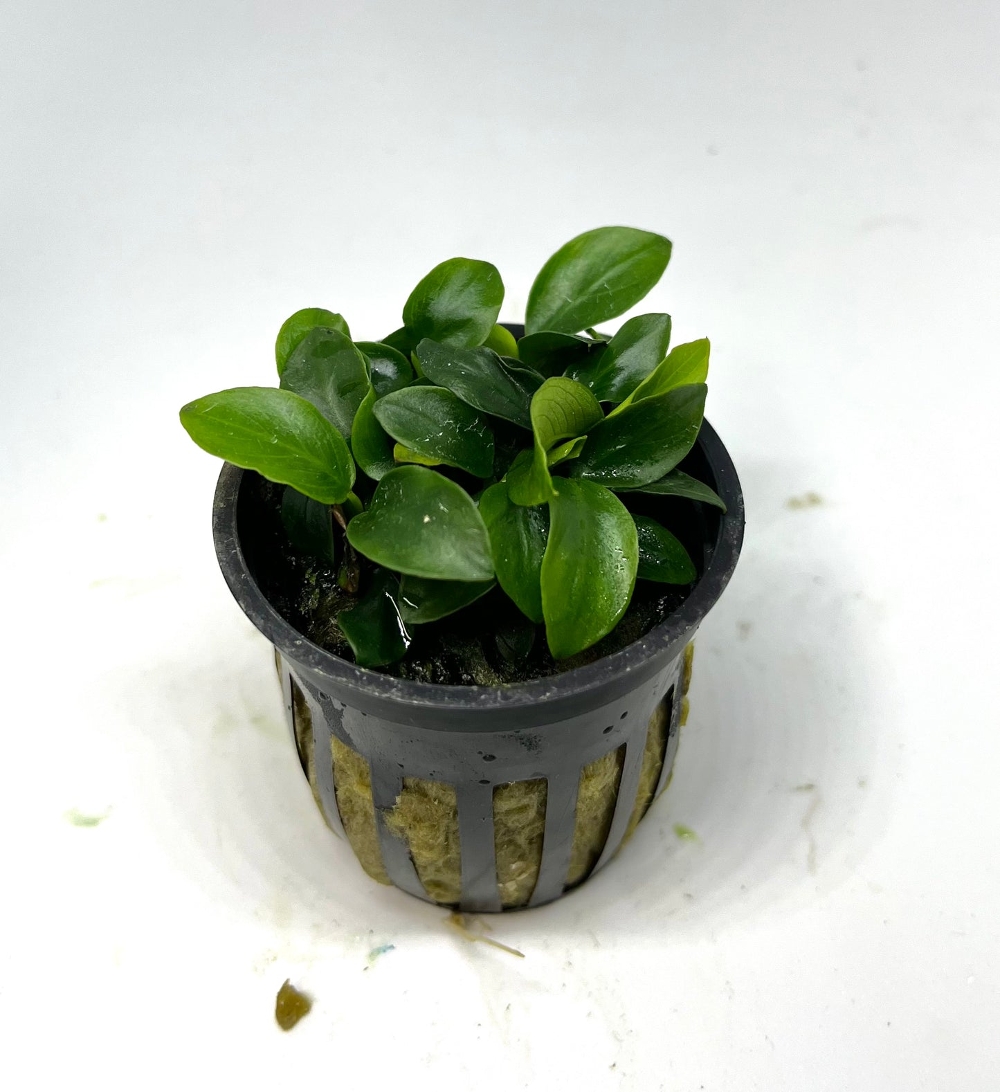 Anubias Nana Petite Potted