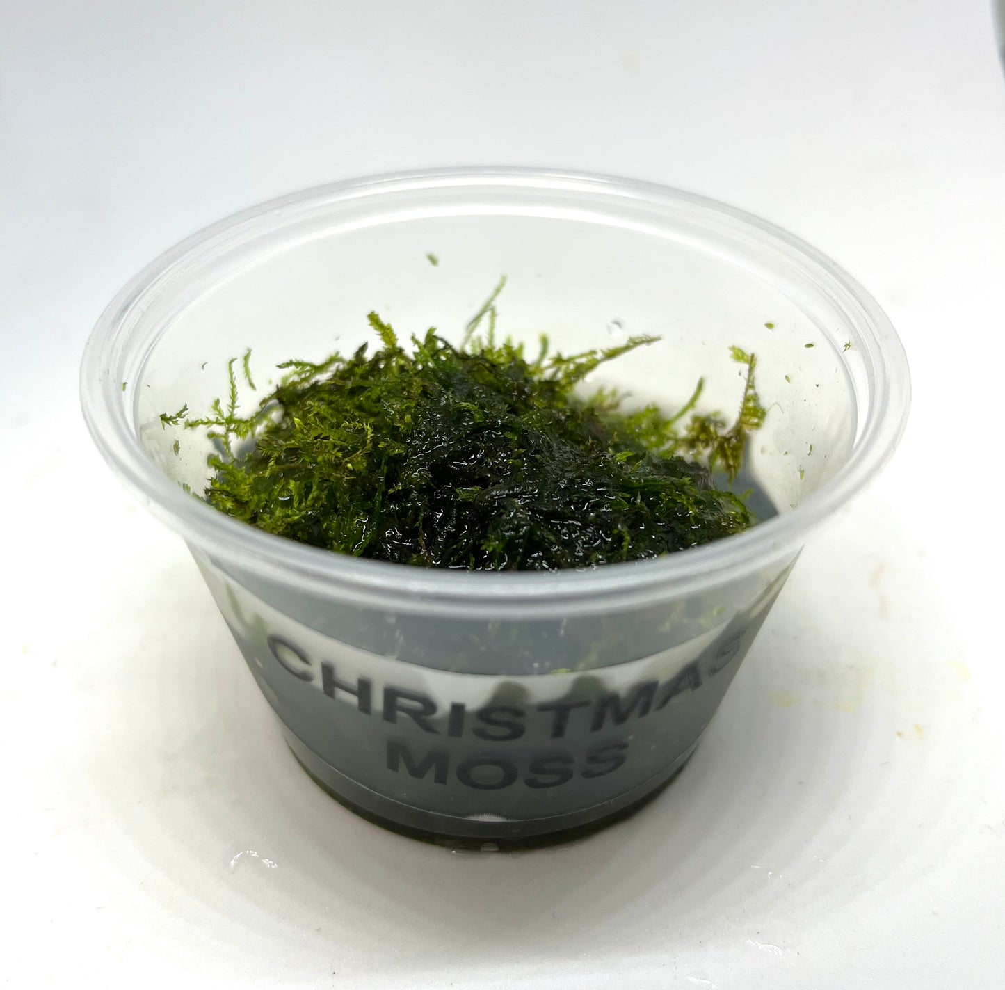 Christmas Moss Portion