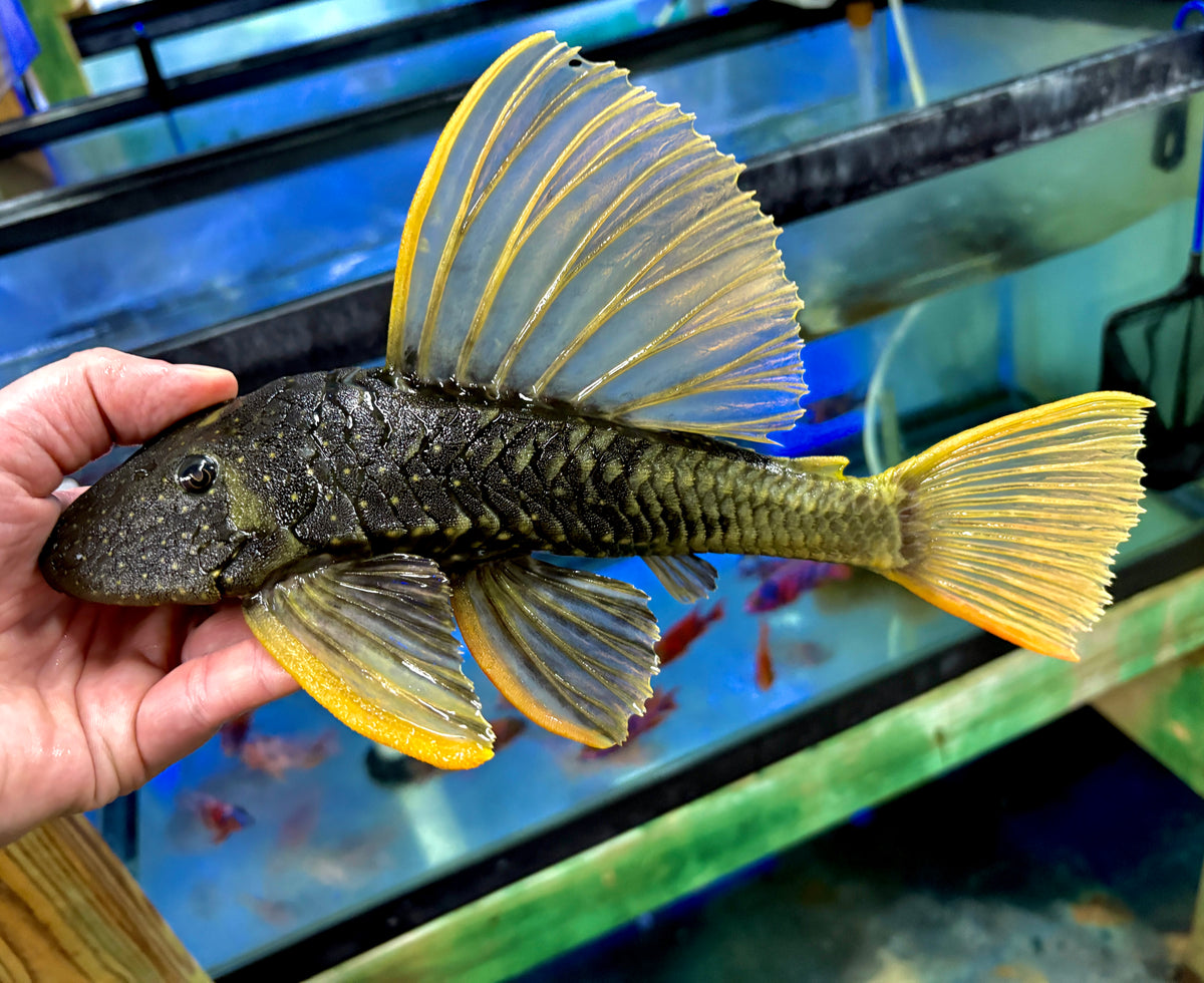 Pleco - Sailfin Luteus Phase II XL 12-14in WYSIWYG