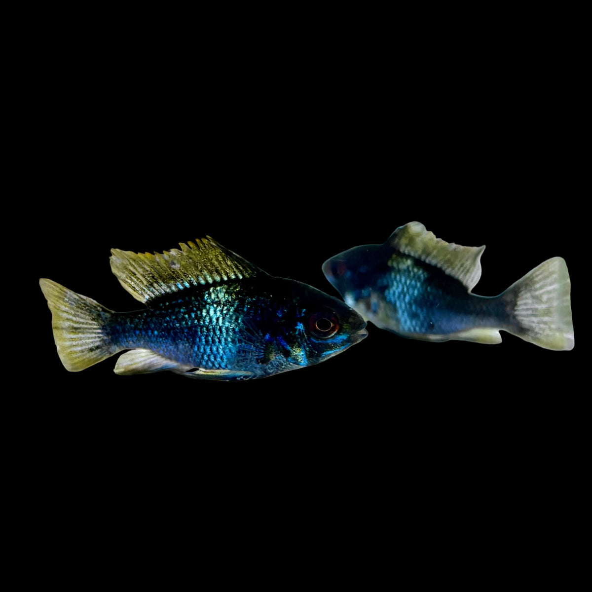 Cichlid - Ram Midnight Black & Blue Lg