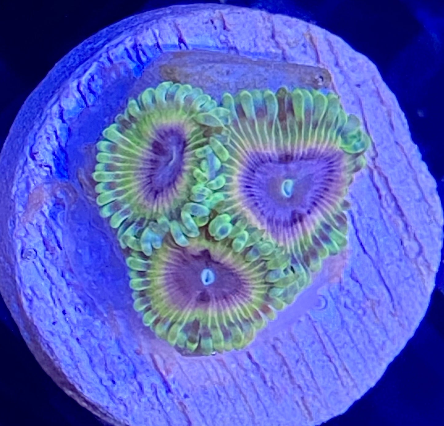 Frag - Voyager Zoanthid