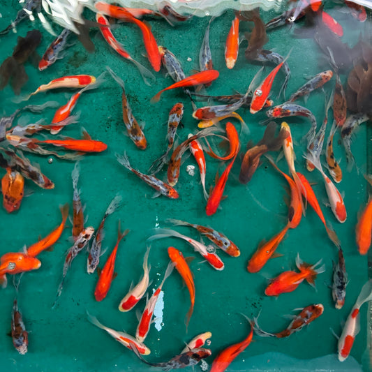 Goldfish - Domestic Mixed