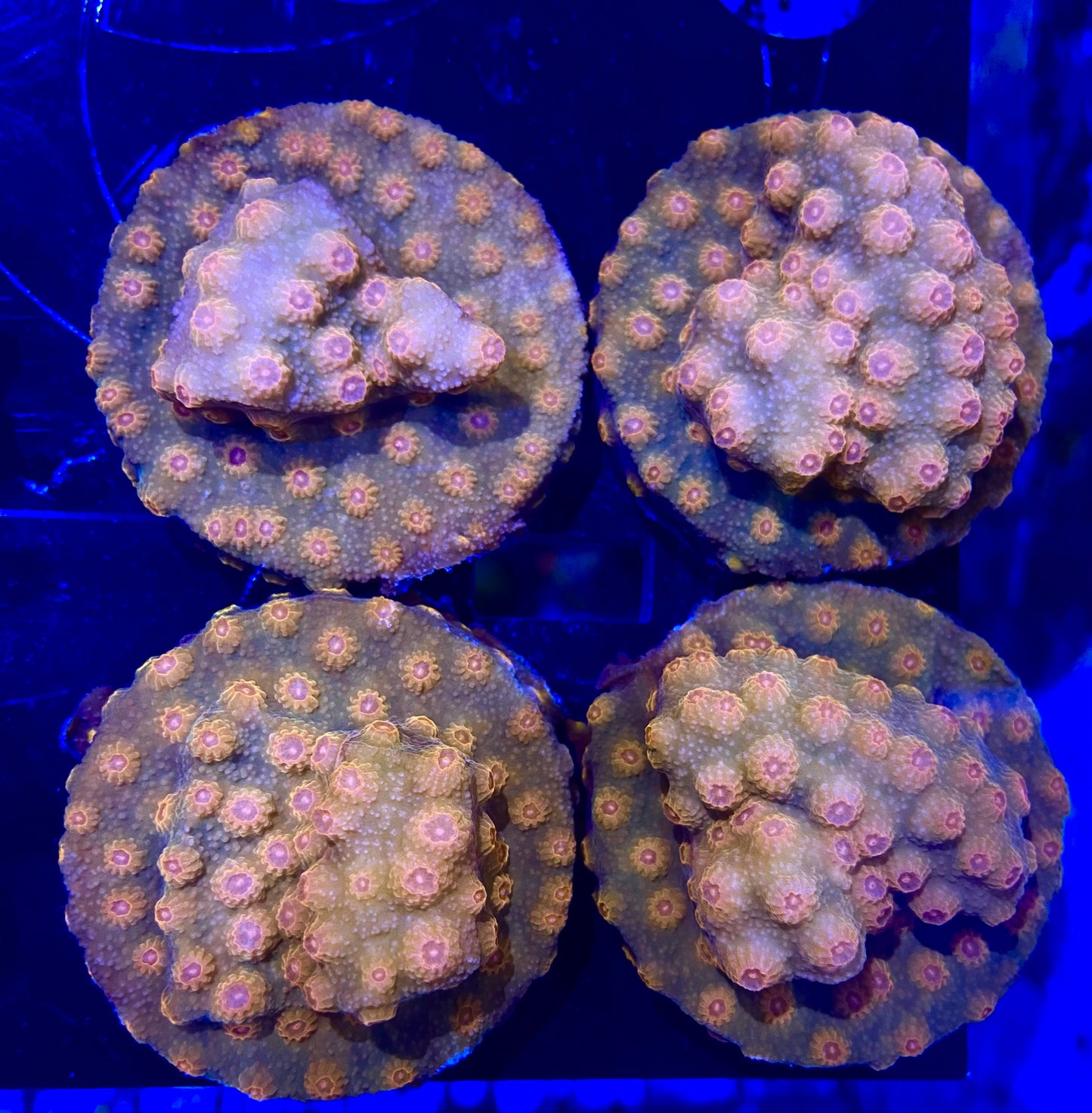 Frag - Nexus Cyphastrea